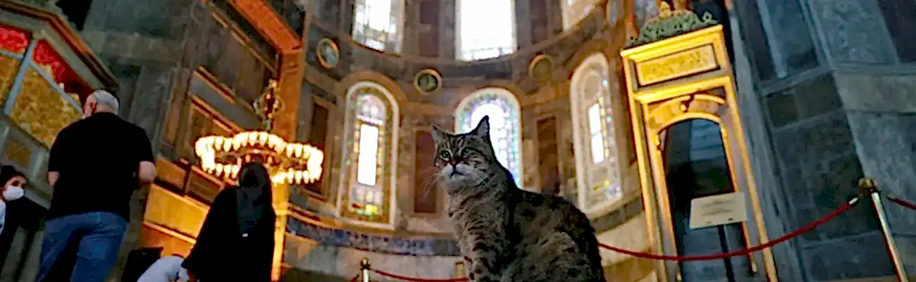 Cats and Dogs in Istanbul