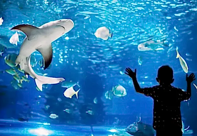 Istanbul Aquarium Florya